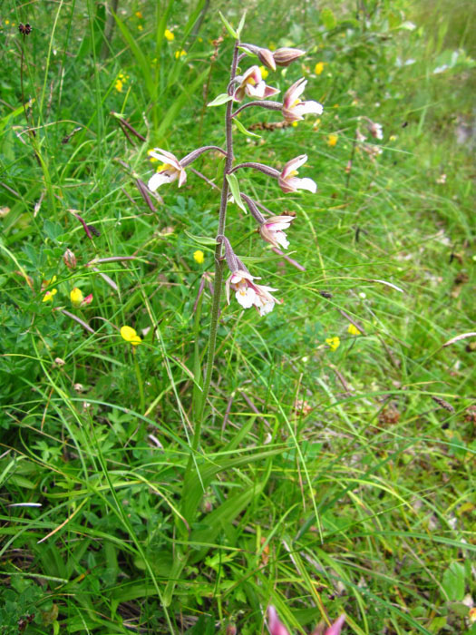 Epipactis palustris (L.) Crantz